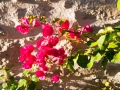 bougainvillea