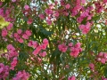 oleander