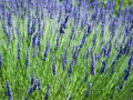 lavender fields