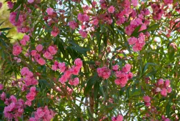 Oleander in bloom at Le Trabet
